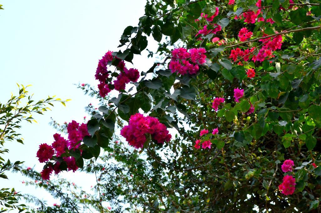 Mum'S Garden Resort Pokhara Luaran gambar